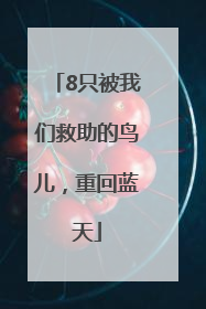 8只被我们救助的鸟儿，重回蓝天